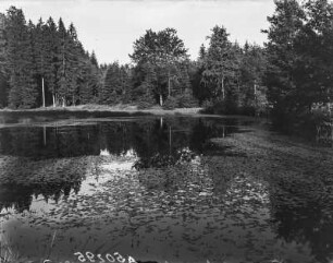 Teich : Blick über einen Teich im Hummelshaier Forst