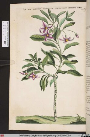 SOLANUM LIGNOSUM AFRICANUM SEMPERVIRENS LAURINIS FOLIIS.