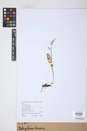 Botrychium lunaria