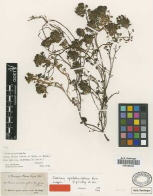 Lamium garganicum L. var. (Boiss.) J.Mennema microphyllum