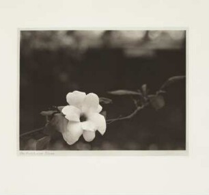 Blühender Magnolienzweig (gegen verschwommene Silhouette des Käthe-Kollwitz-Ufers)