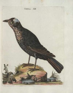 Tabvla. XIII.