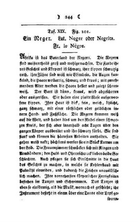 ¬Ein¬ Neger : Taf. XIX, Fig. 101