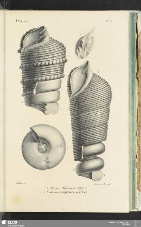 Pl. 163 bis