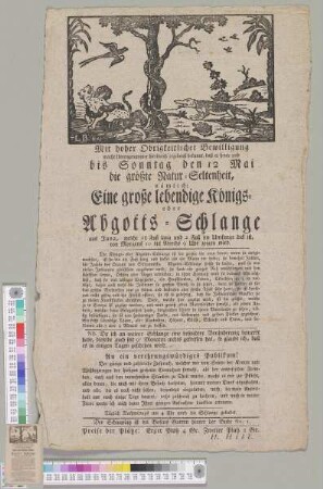 Eine große lebendige Königs- oder Abgotts-Schlange