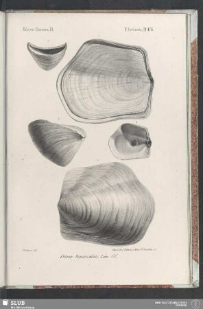 Pl. 476
