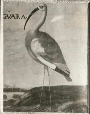 GVARA Scharlachroter Ibis (Eudocimus rubra, Guora rubra)