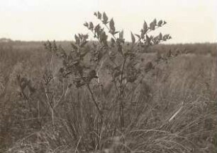 Dresdner Heide. Tollkirsche (Atropa belladonna) auf Waldschlag.