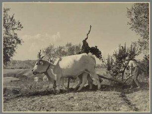 Ochsengespann beim Pflügen, Toskana