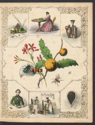 Tafel: [The gall fly and blister fly.]