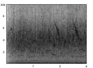 Rauchschwalbe | Hirundo rustica - Ruf