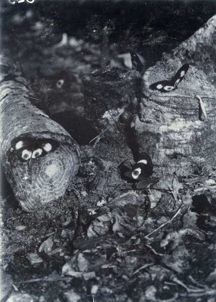 "Papillons sur un palmier cycas (avapnbasi) abattu à Tangatupi, Lamasong".