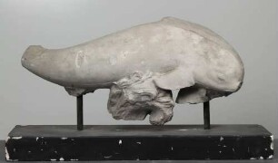 Delphin