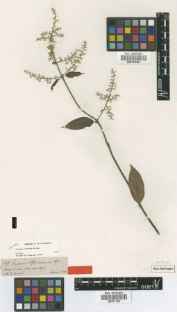 Trigonia spruceana Benth. ex Warm. [isotype]