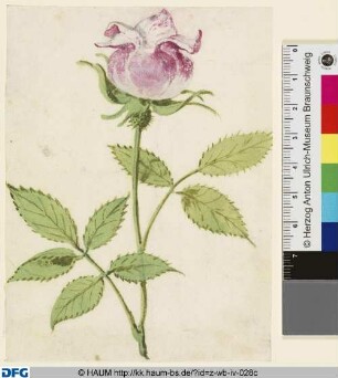 Studie einer Rose