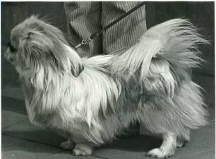 Shih Tzu : Ein Hund der Rasse Shih Tzu im Profil.
