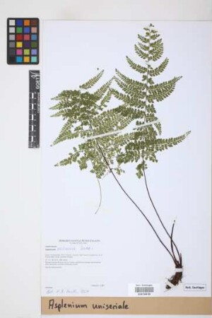 Asplenium uniseriale Raddi