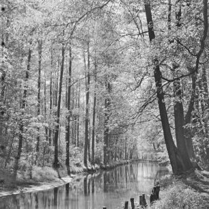 Hochwald im Frühling. : Nalěćo we wysokolěsu.