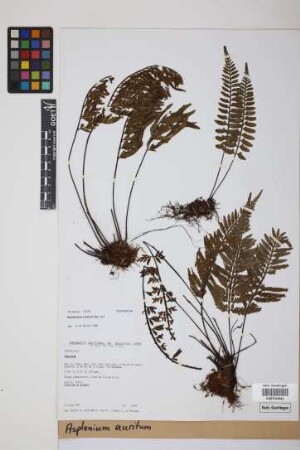Asplenium auritum Sw.