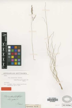 Poa sieberiana Spreng. [isotype]
