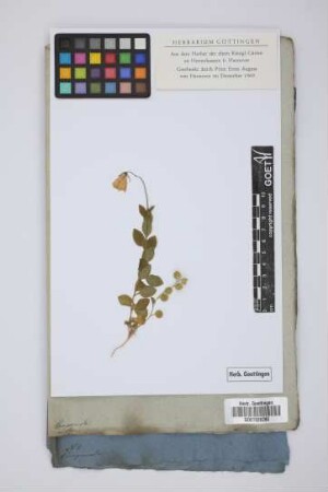 Campanula