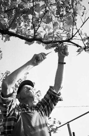 Weinlese am Turmberg.
