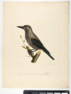 Corvus Caryocatactes. Linn. Mas. Der Nußhäher. - Tannenhäher. Nucifraga caryocatactes; mas. - Zeichner: Ambrosius Gabler; Stecher: Johann Carl Bock