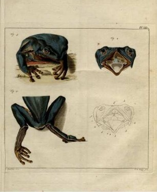IV. Br. Fig. 3. - Fig. 5.