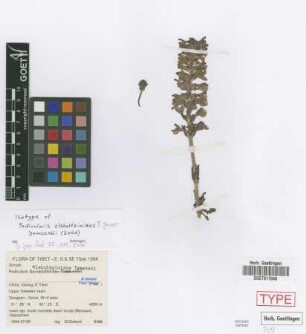 Pedicularis elsholtzioides T.Yamaz. [isotype]