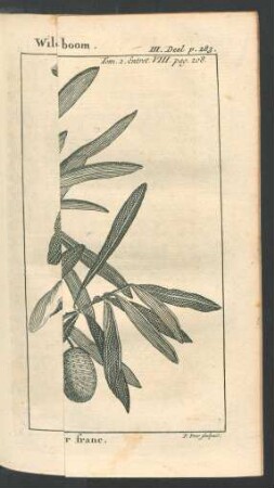 Tafel: Wilde Olyf-boom met zyne Vrucht. Tamme Olyf-boom. [...]