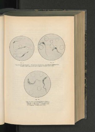 Fig. I-III.