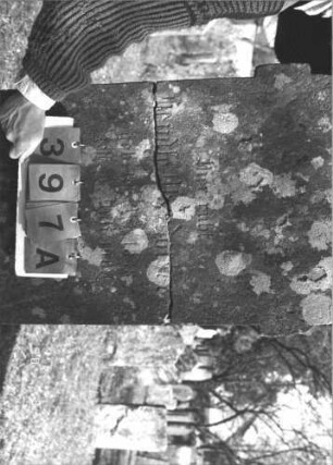 Grabstein 397 (Index: 99786324) Zustand: in der Mitte gebrochen, Inschrifttafel fehlt Maße HxBxT: 167x58x23 cm Symbolik: geknickte Rose: Grabstein 397A
