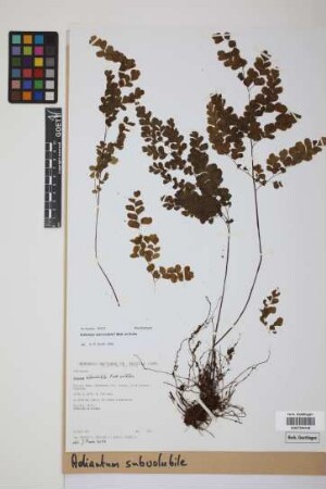 Adiantum subvolubile Mett.