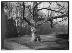 Meißen-Siebeneichen. Schloss Siebeneichen. Platane im Schlosspark