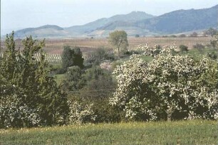 Zunzingen: Blütenlandschaft