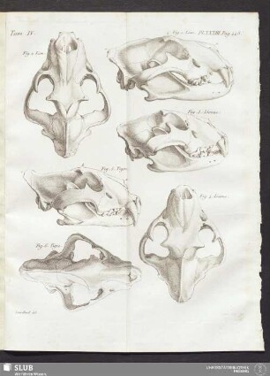 Pl. XXXIII. pag. 448
