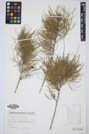 Asparagus arborescens Willd. ex Schult. & Schult.f.