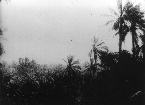 Plantation de palmiers