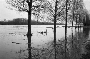 Hochwasser des Rheins mit einem Wasserstand von 7,20 m