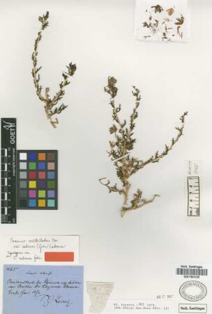 Senecio salsus Griseb. [syntype]