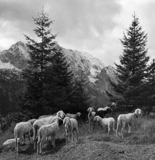 Schafherde im Wettersteingebirge