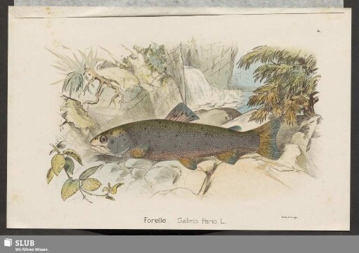 Forelle. Salmo Fario. L.