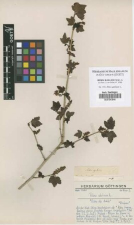 Ribes alpinum L.