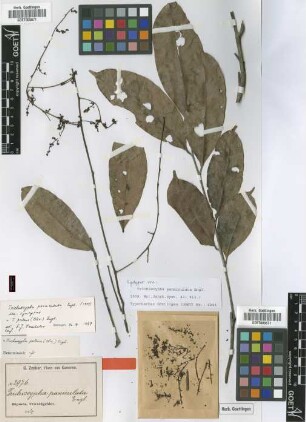 Trichoscypha panniculata Engl. [Isosyntype]