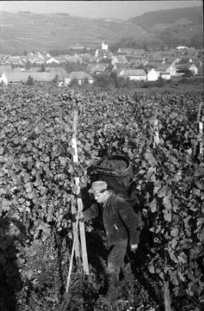 Bischoffingen: Winzer mit Stock, kommt aus Weinberg