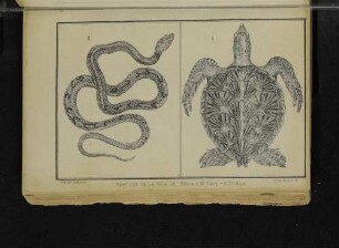 Reptiles de la isla de Cuba
