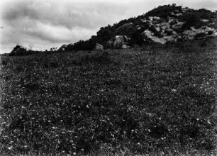 Blumenwiese : Blumenwiese auf dem Gipfel des Cerro de Quinore