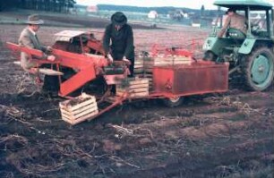Fotografie: Kartoffel, Erntetechnik, Kartoffelsammelroder, Arbeitsplatz, Handarbeit