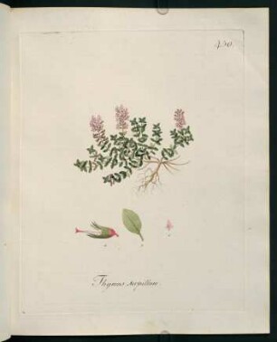 Thymus serpillum