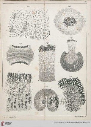 Tafel I-IV